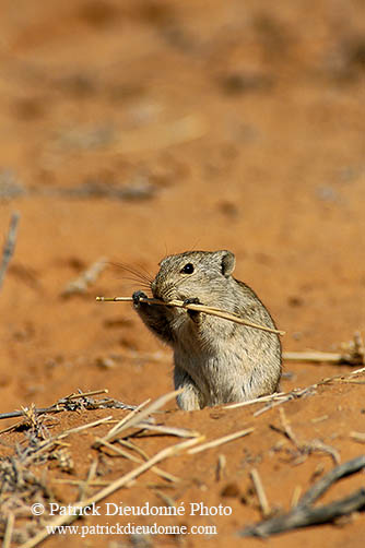 Brant's Whistling Rat, Kalahari, S. Africa - Rat Siffleur de Brandt  14987