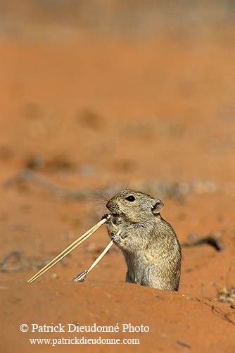 Brant's Whistling Rat, Kalahari, S. Africa - Rat Siffleur de Brandt  14988