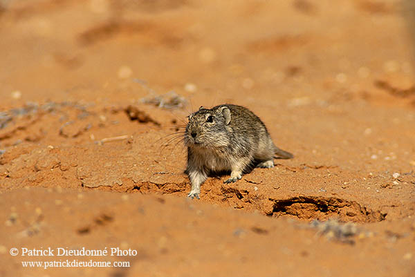 Brant's Whistling Rat, Kalahari, S. Africa - Rat Siffleur de Brandt  14989