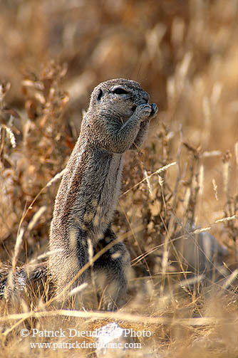 Ground Squirrel, Etosha NP, Namibia - Ecureuil fouisseur du Cap 15040