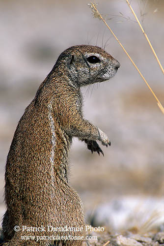 Ground Squirrel, Etosha NP, Namibia - Ecureuil fouisseur du Cap  15042