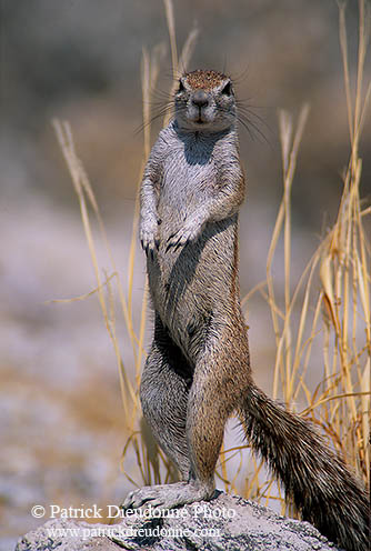 Ground Squirrel, Etosha NP, Namibia - Ecureuil fouisseur du Cap  15044