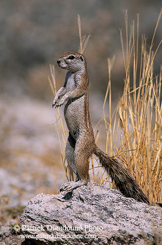 Ground Squirrel, Etosha NP, Namibia - Ecureuil fouisseur du Cap  15045