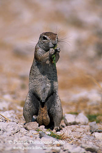 Ground Squirrel, Etosha NP, Namibia - Ecureuil fouisseur du Cap  15046