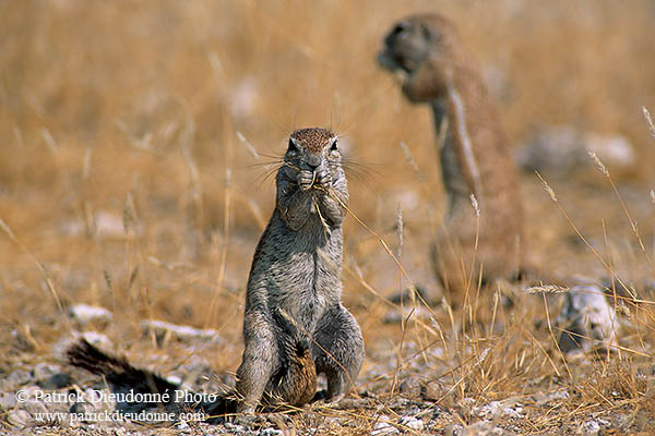 Ground Squirrel, Etosha NP, Namibia - Ecureuil fouisseur du Cap  15047