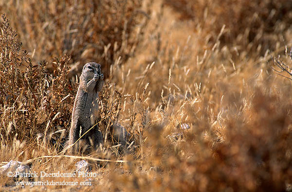 Ground Squirrel, Etosha NP, Namibia - Ecureuil fouisseur du Cap  15048