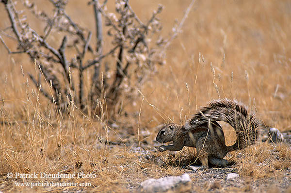 Ground Squirrel, Etosha NP, Namibia - Ecureuil fouisseur du Cap  15049