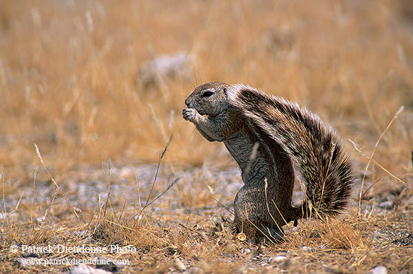 Ground Squirrel, Etosha NP, Namibia - Ecureuil fouisseur du Cap  15050