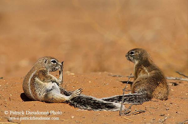Ground Squirrel, Kalahari-Gemsbok NP, S. Africa - Ecureuil fouisseur du Cap  15051