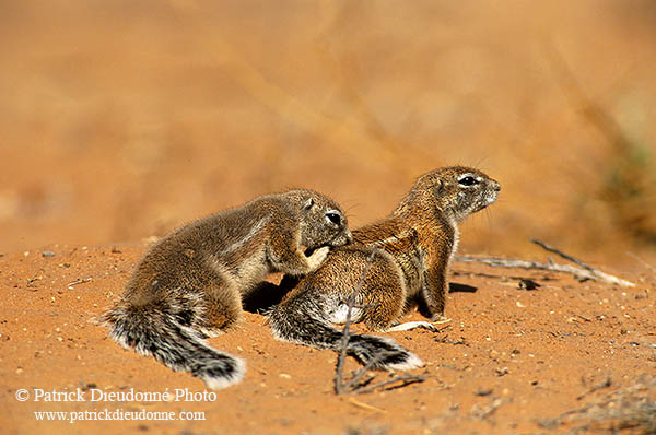 Ground Squirrel, Kalahari-Gemsbok NP, S. Africa - Ecureuil fouisseur du Cap  15052
