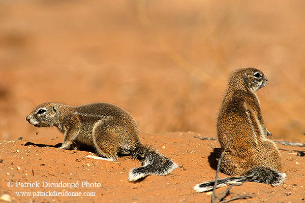 Ground Squirrel, Kalahari-Gemsbok NP, S. Africa - Ecureuil fouisseur du Cap  15055