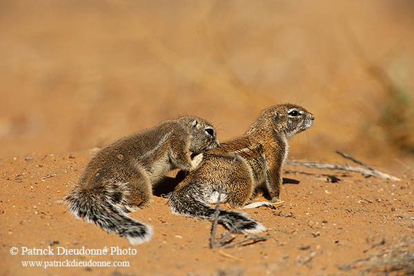 Ground Squirrel, Kalahari-Gemsbok NP, S. Africa - Ecureuil fouisseur du Cap  15054