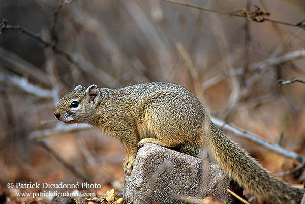 Tree Squirrel, Kruger NP, S. Africa -  Ecureuil de Smith (de brousse)  15057