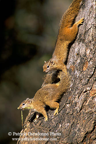 Tree Squirrel, Kruger NP, S. Africa -  Ecureuil de Smith (de brousse)  15058