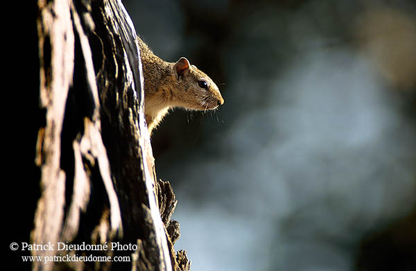 Tree Squirrel, Kruger NP, S. Africa -  Ecureuil de Smith (de brousse)  15060