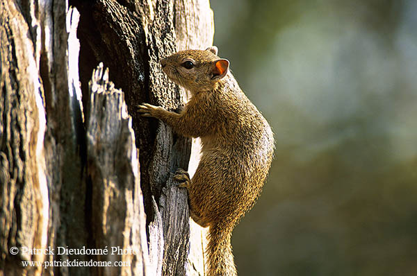 Tree Squirrel, Kruger NP, S. Africa -  Ecureuil de Smith (de brousse)  15061