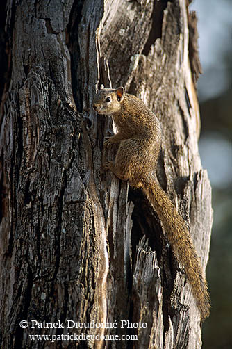 Tree Squirrel, Kruger NP, S. Africa -  Ecureuil de Smith (de brousse)  15062