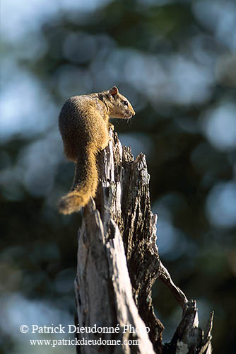 Tree Squirrel, Kruger NP, S. Africa -  Ecureuil de Smith (de brousse)   15064
