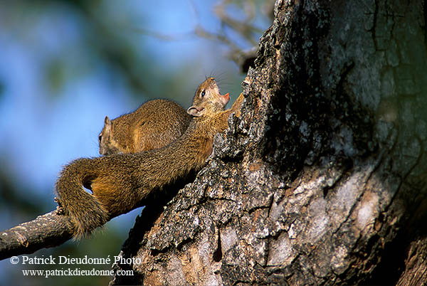 Tree Squirrel, Kruger NP, S. Africa -  Ecureuil de Smith (de brousse)  15065