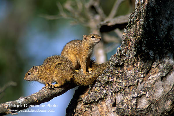 Tree Squirrel, Kruger NP, S. Africa -  Ecureuil de Smith (de brousse)  15066