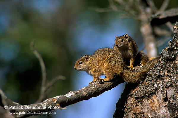 Tree Squirrel, Kruger NP, S. Africa -  Ecureuil de Smith (de brousse)  15067