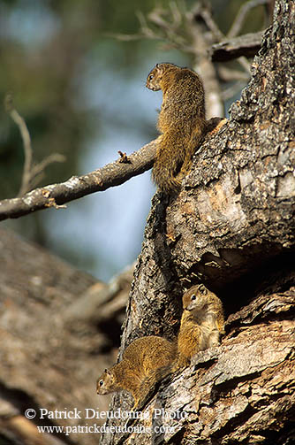 Tree Squirrel, Kruger NP, S. Africa -  Ecureuil de Smith (de brousse)  15068
