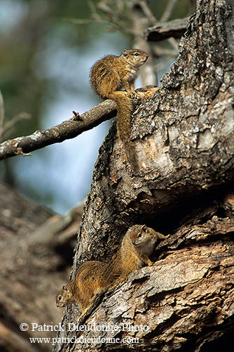 Tree Squirrel, Kruger NP, S. Africa -  Ecureuil de Smith (de brousse)  15069