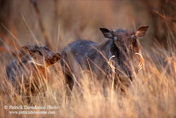 Warthog, Kruger Park, S. Africa -  Phacochère  15086