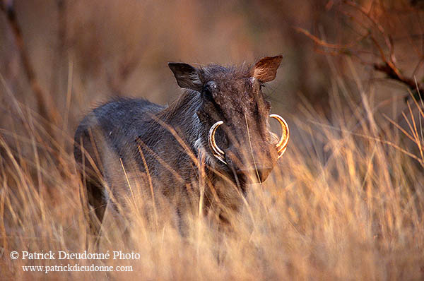 Warthog, Kruger Park, S. Africa -  Phacochère  15087