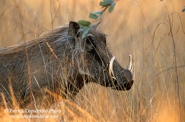 Warthog, Kruger Park, S. Africa -  Phacochère  15088