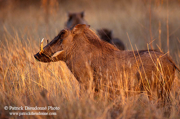 Warthog, Kruger Park, S. Africa -  Phacochère  15089