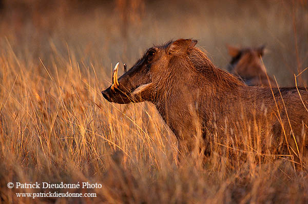 Warthog, Kruger Park, S. Africa -  Phacochère  15090