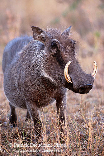 Warthog, Kruger Park, S. Africa -  Phacochère  15091