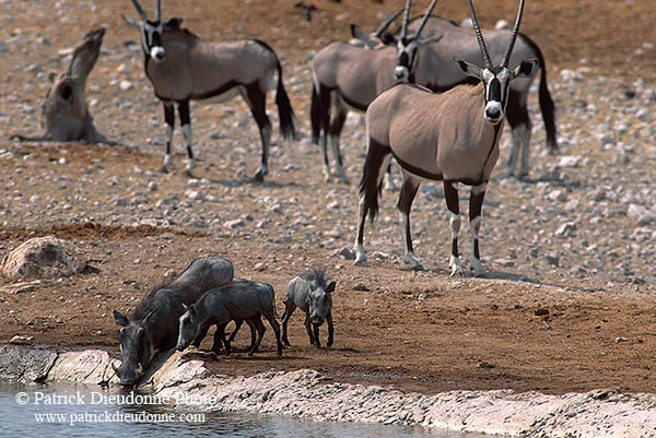 Warthog, Etosha NP, Namibia -  Phacochère  15092