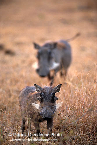 Warthog, Kruger Park, S. Africa -  Phacochère  15093