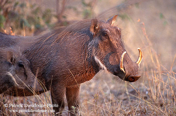 Warthog, Kruger Park, S. Africa -  Phacochère  15094