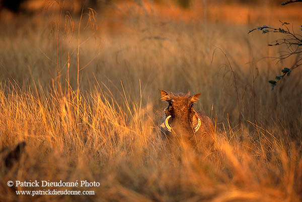 Warthog, Kruger Park, S. Africa -  Phacochère  15095