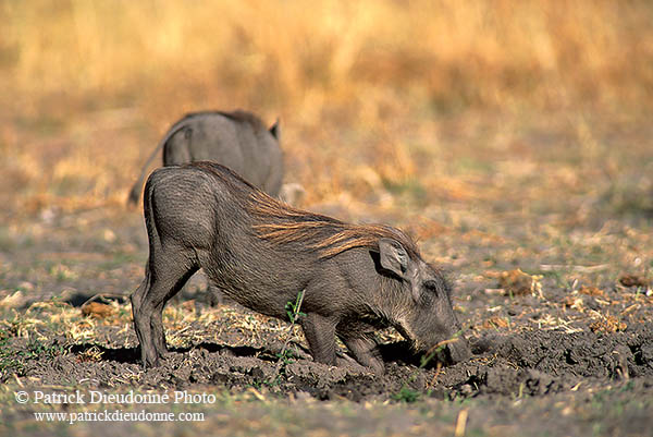 Warthog, Botswana, Moremi reserve -  Phacochère  15096