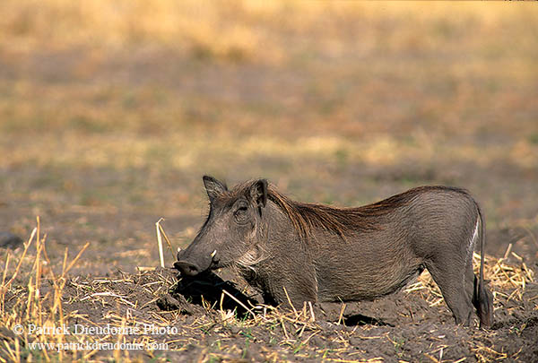 Warthog, Botswana, Moremi reserve -  Phacochère  15097