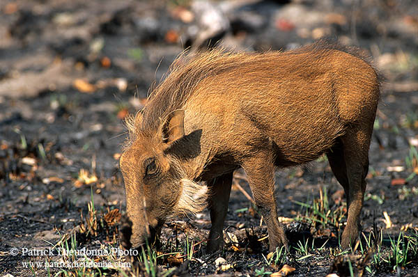 Warthog, Kruger Park, S. Africa -  Phacochère  15098