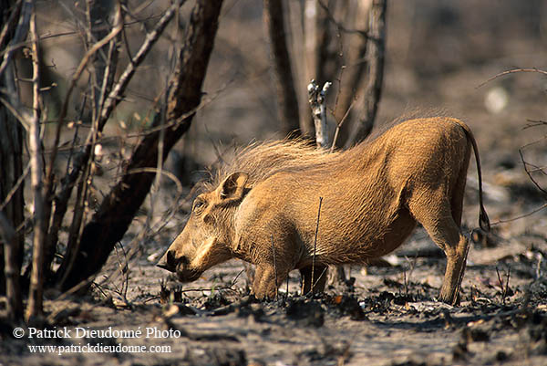 Warthog, Kruger Park, S. Africa -  Phacochère  15099