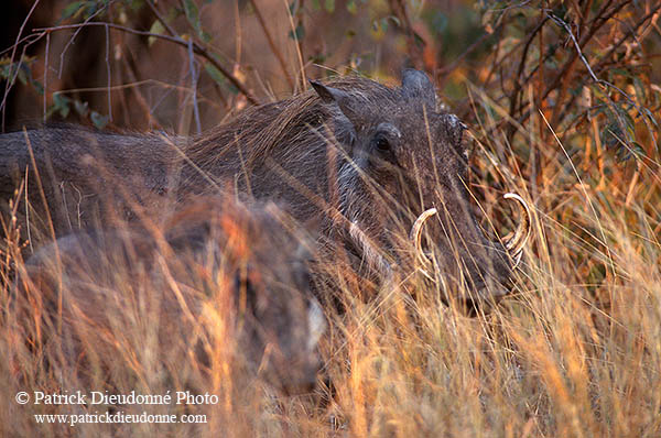 Warthog, Kruger Park, S. Africa -  Phacochère  15100