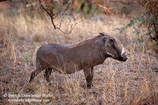 Warthog, Kruger Park, S. Africa -  Phacochère  15101