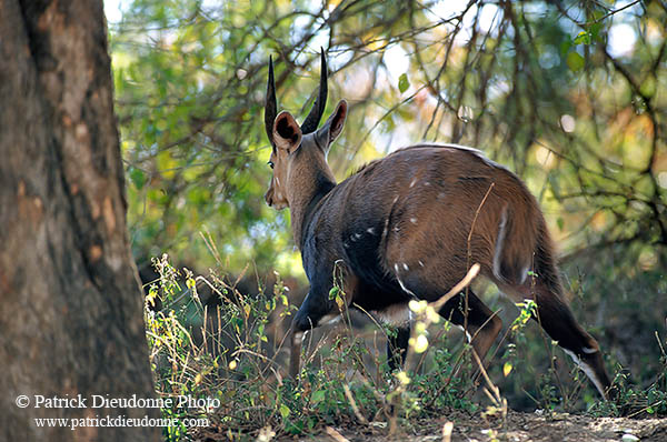 Bushbuck, Kruger NP, S. Africa -  Guib harnaché 14482