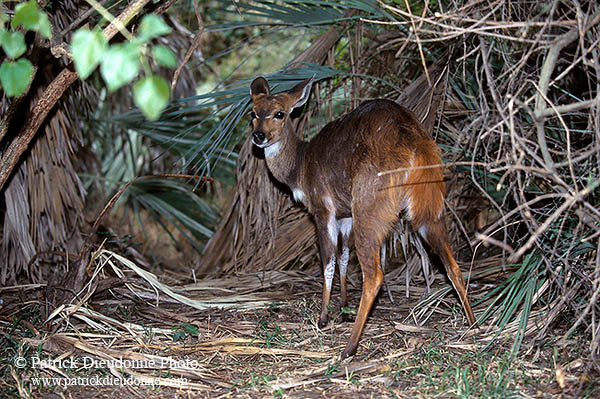 Bushbuck, Kruger NP, S. Africa -  Guib harnaché 14484