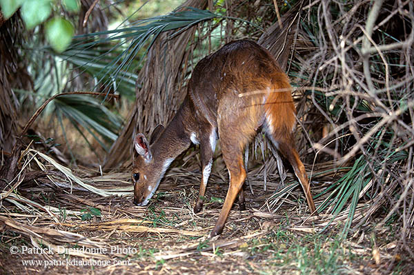 Bushbuck, Kruger NP, S. Africa -  Guib harnaché 14485