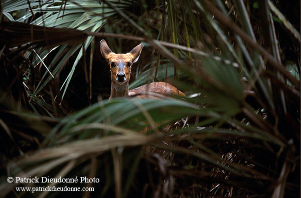 Bushbuck, Kruger NP, S. Africa -  Guib harnaché 14486