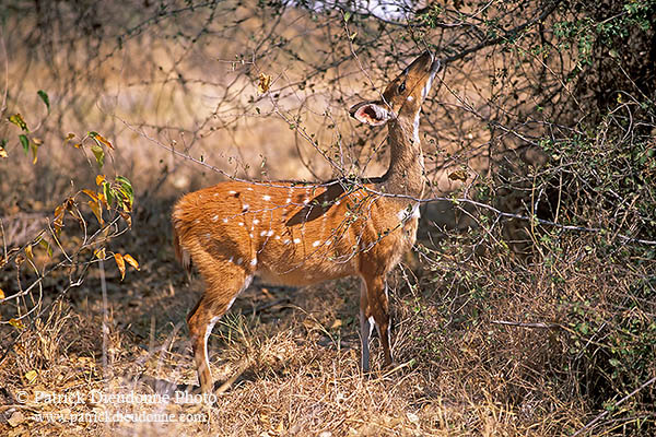 Bushbuck, Moremi reserve, Botswana -  Guib harnaché 14487