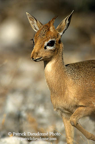 Damara Dik-Dik, Etosha NP, Namibia - Dik-dik de Damara  14529