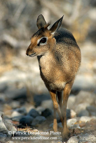 Damara Dik-Dik, Etosha NP, Namibia - Dik-dik de Damara  14530